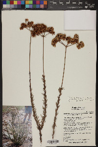 Eriogonum fasciculatum image