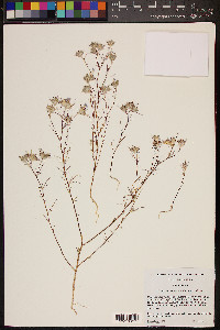 Eriastrum eremicum image