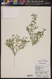 Acmispon maritimus var. brevivexillus image