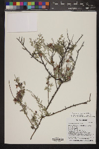 Krameria bicolor image