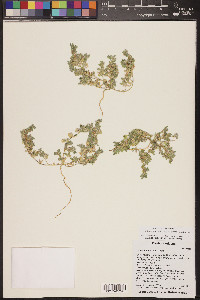 Acmispon brachycarpus image