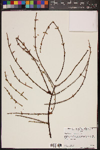 Phoradendron californicum image