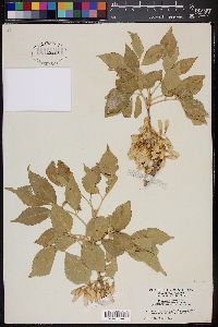 Fraxinus velutina image