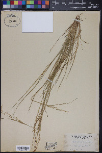 Piptatheropsis micrantha image