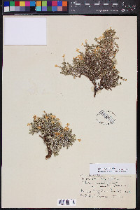 Phlox covillei image