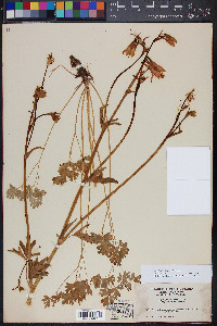 Aquilegia shockleyi image