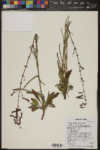 Penstemon subulatus image