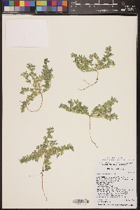 Acmispon brachycarpus image