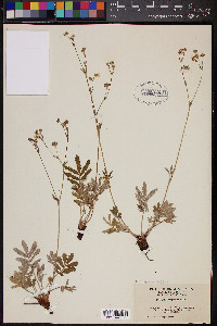 Potentilla hippiana image