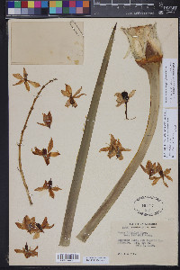 Hesperoyucca whipplei image