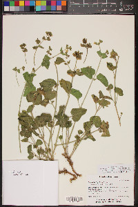 Mirabilis laevis var. villosa image