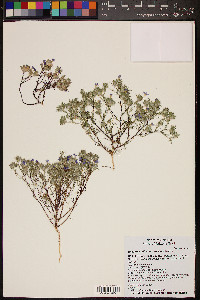 Eriastrum diffusum image