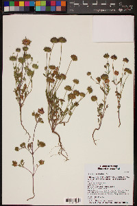 Salvia columbariae image