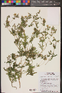 Mentzelia jonesii image