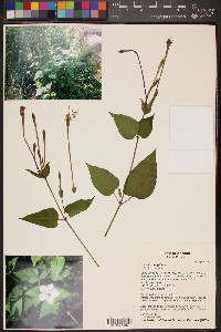 Mirabilis longiflora image