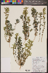 Parietaria pensylvanica image