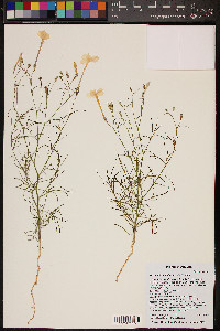 Ipomopsis longiflora image