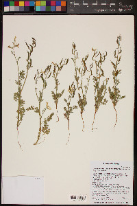 Corydalis aurea subsp. occidentalis image