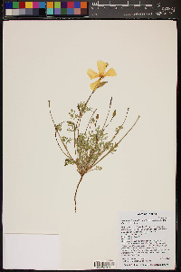 Eschscholzia californica subsp. mexicana image