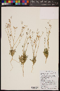 Gilia flavocincta subsp. australis image