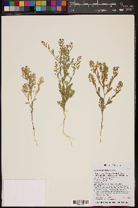 Lepidium densiflorum image