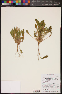 Oenothera primiveris image