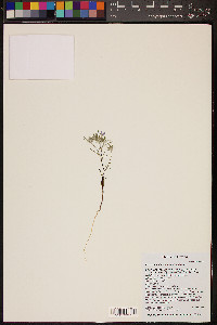 Eriastrum diffusum image