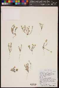 Eriophyllum lanosum image