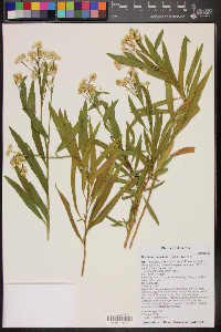 Baccharis salicifolia image