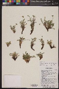 Cymopterus sessiliflorus image