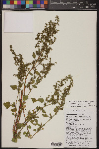 Chenopodium fremontii image