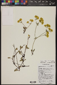 Eriogonum umbellatum var. mohavense image