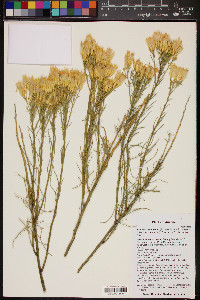 Ericameria nauseosa var. arenaria image