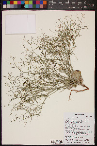 Eriogonum cernuum image
