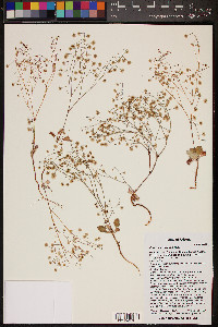 Eriogonum cernuum image