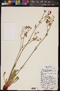 Eriogonum alatum image