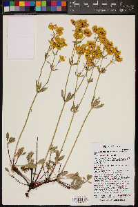 Eriogonum umbellatum var. subaridum image