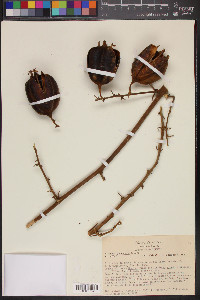 Furcraea pubescens image