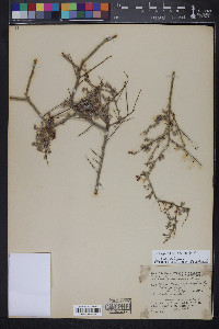 Krameria erecta image