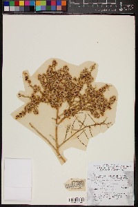 Ambrosia salsola image