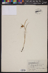 Calochortus albus image