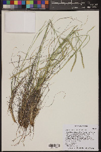 Lycurus setosus image