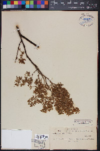 Larrea tridentata var. tridentata image