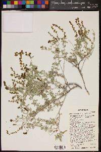 Ambrosia dumosa image