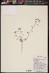 Sida abutilifolia image