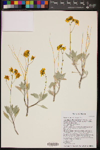 Encelia farinosa image