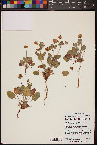 Eriogonum abertianum image