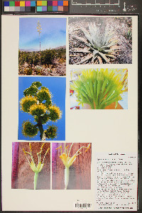 Agave deserti image