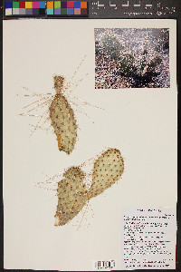 Opuntia polyacantha image