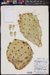 Opuntia littoralis image